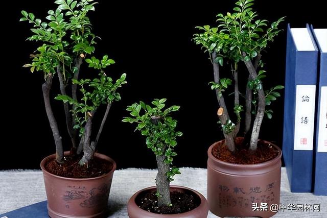 小叶紫檀盆景种植很容易，具体要怎么养殖