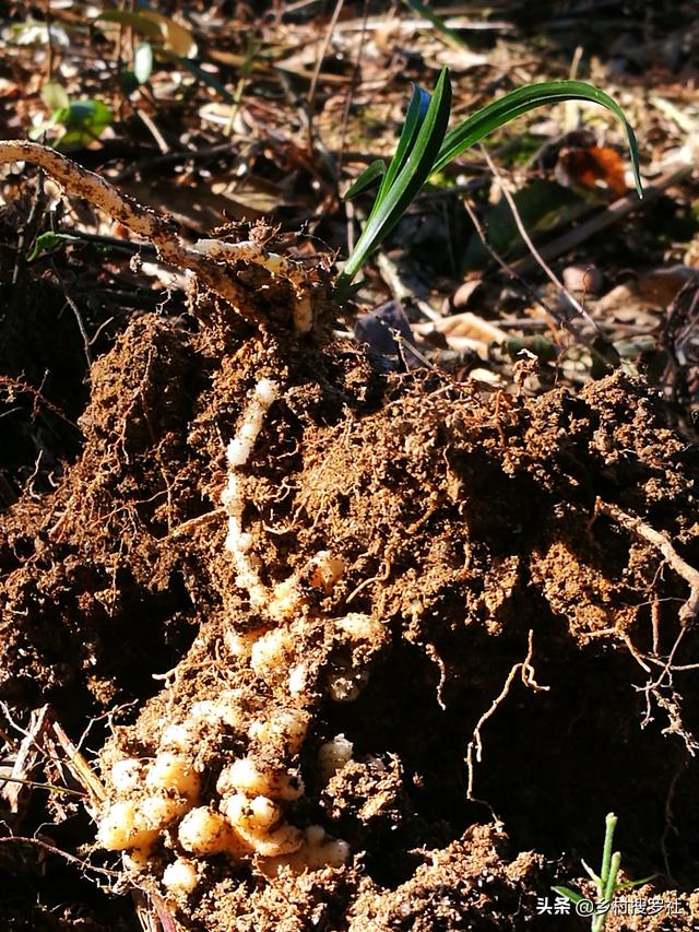 兰花种植究竟用什么土好？理论与实践结合，新手也能学会养兰花