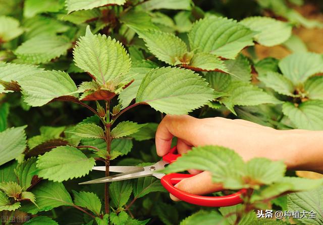 紫苏栽培技术，种植技术分享，希望能够帮助你