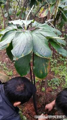 林下种植重楼(学会了重楼高产栽培技术，让你发家致富)