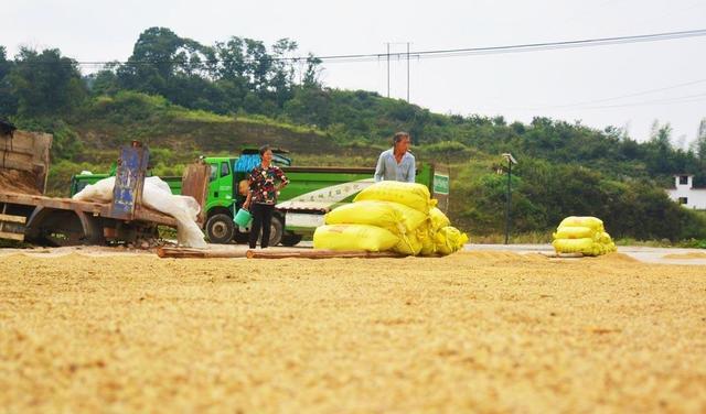 70岁大爷自家无水田，却种出18000多斤稻谷，村民主动放弃锻炼