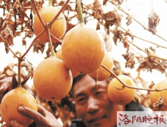 视频！洛阳伊川55岁农民种“瓜鼓蒌蛋”，年入三四十万