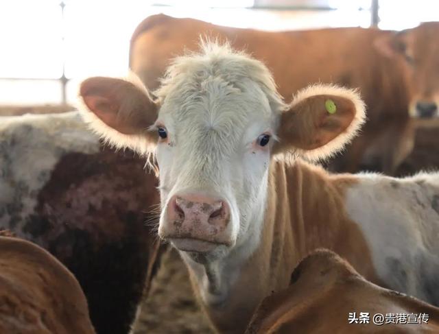 贵港这家生态养殖场，肉牛的“伙食”独特，产值近千万