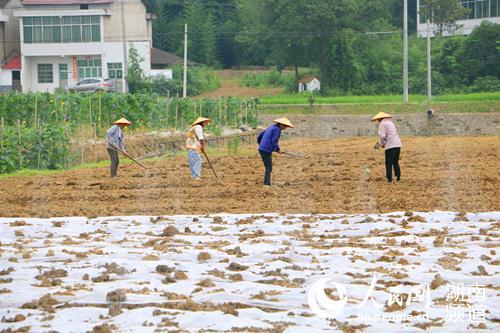 湖南益阳：蔬菜不愁销 脱贫不怕难