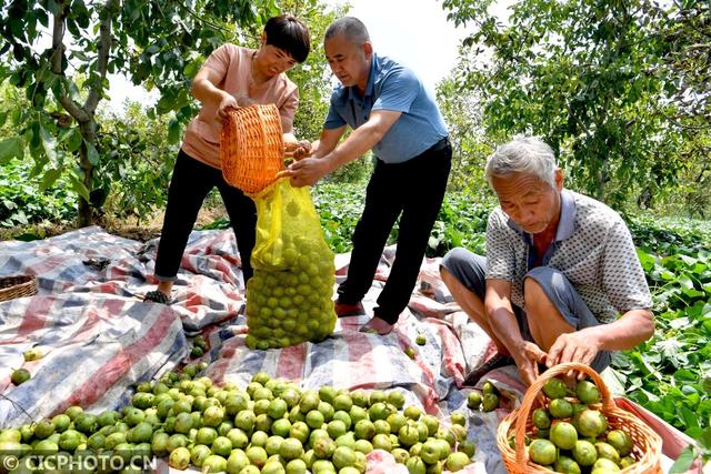 安徽亳州：万亩核桃获丰收