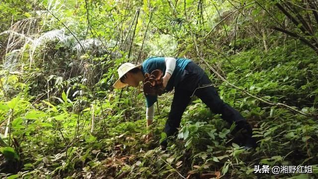 南岭山脉大山深处野货多，找野生灵芝和采蘑菇一样，同样有诀窍