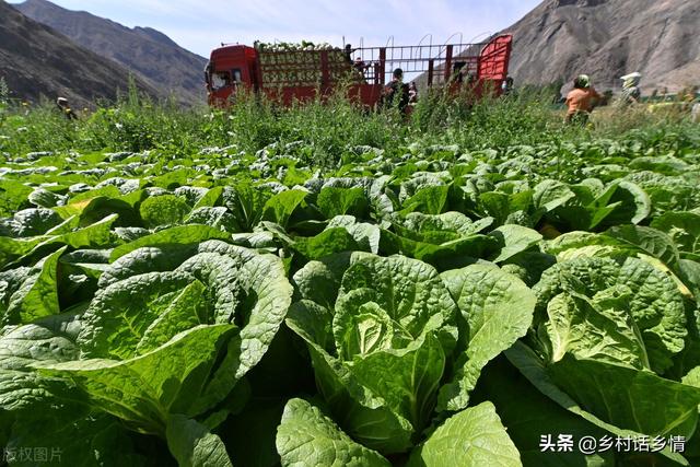 种植大白菜、萝卜、胡萝卜，先做好三件事，长得好还没病虫害