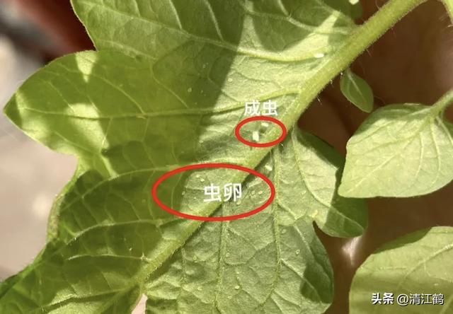 人称“砜虫啶”抗性吸汁害虫全新药剂，轻松杀虫告别打“蚜”时代