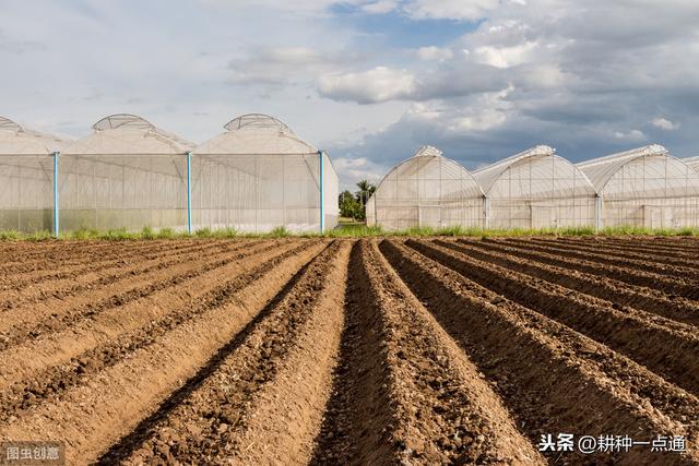 覆盆子品种简介及种植技术要点，想种植覆盆子的收起来