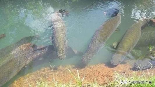 在亚马逊河内横行无忌，拿食人鱼当食物，还是不敌人类的“闷棍”