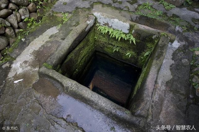 种植香菜芹菜难出苗？教你简单2招一学就会，保证出苗蹭蹭的