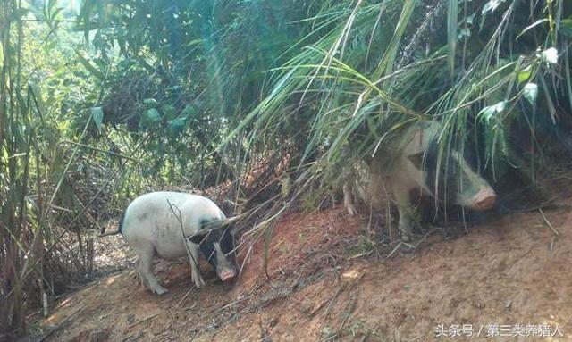 这些猪肉销售方式，非常适合土猪散养户用