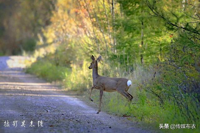 兴安惹金秋：飞龙，黑嘴松鸡，狍子纷纷出来赏秋、逛景儿