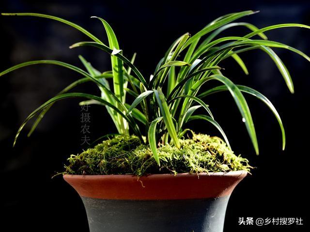 兰花种植究竟用什么土好？理论与实践结合，新手也能学会养兰花