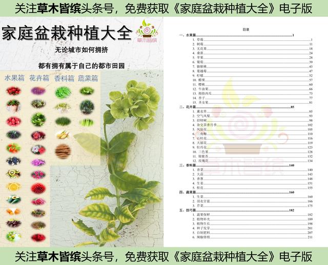 盆栽“火龙果”5大种植要点，多留意授粉，多收获果实