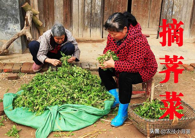 荠菜四季都能种，种植方法很简单！看完这篇文章你也能种出好荠菜