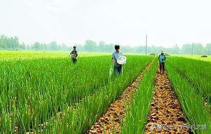 白露节气已到，“白露葱”什么时候种植比较好？要注意哪些问题？