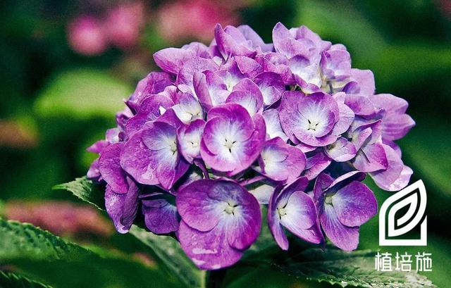 「植培施」八仙花Hydrangea macrophylla 落叶灌木类栽培手册