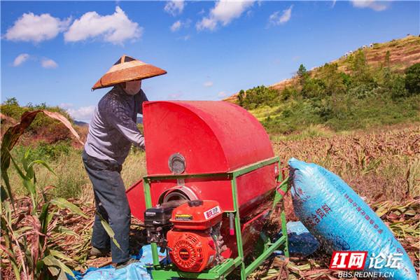 怀化溆浦这片红高粱地“红”了，不仅是网红打卡地，还是农户们的致富宝地