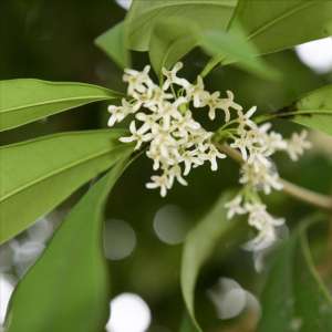 室内桂花养殖(室内好养皮实花，养好了一年四季都开花，叶子绿油油贼好看)