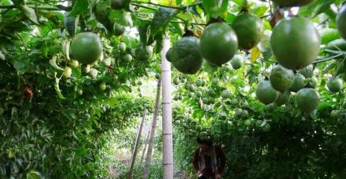 近几年百香果需求上升，种植面积扩大，种植过程中要注意什么？