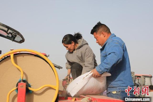 “油料作物之王”油莎豆种植前景如何？