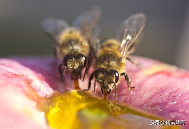 趣味学养蜂，蜜蜂快速繁殖有3招，控蜂、喂养、长寿