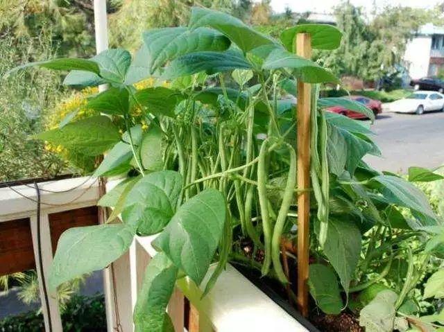 阳台种芸豆，备好这份种植指南，简单跟随栽种就足够！