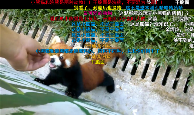 分不清小熊猫和小浣熊，导致了一场互联网“干脆面”之争