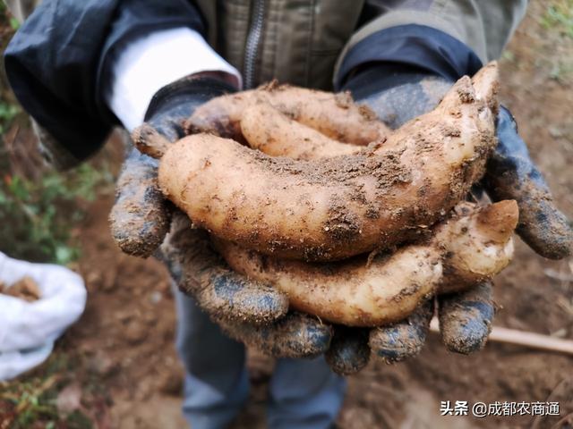 天麻种植如何？