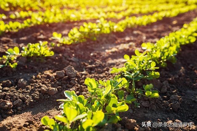 花生种植其实很简单，做好简单的几步，花生高产又高品