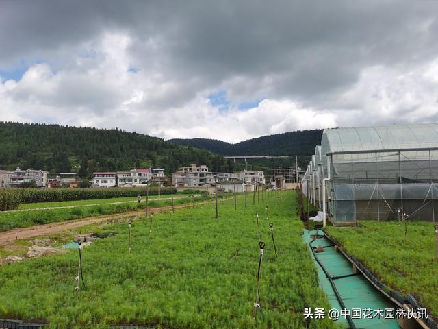 种植菌根共生苗，一棵树年均收入200元，连续受益30年