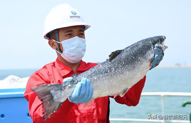 新疆三文鱼上市，这6种国内养殖的海鲜，干净无污染，放心敞开吃