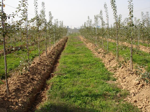 建议收藏，旱地矮化苹果栽培技术，教你选地、选苗、修剪、施肥