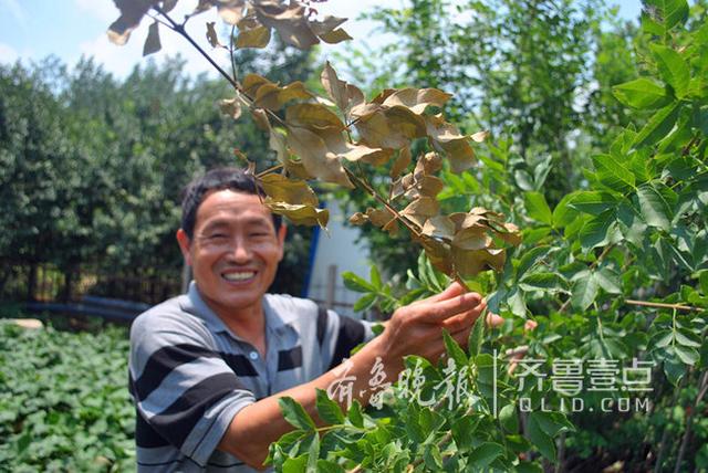 从捕捉收购到人工养殖 菏泽金蝉产业链不简单