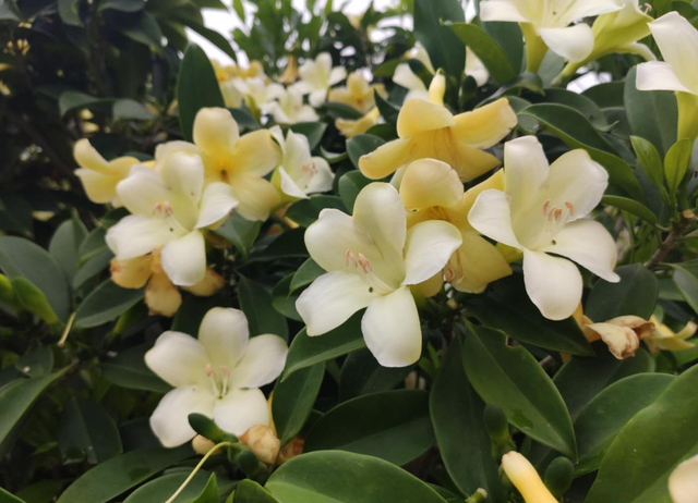 非洲茉莉花开难？教你几个小妙招，非洲茉莉的花轻松开爆盆