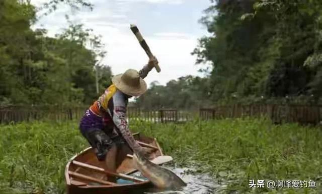 在亚马逊河内横行无忌，拿食人鱼当食物，还是不敌人类的“闷棍”