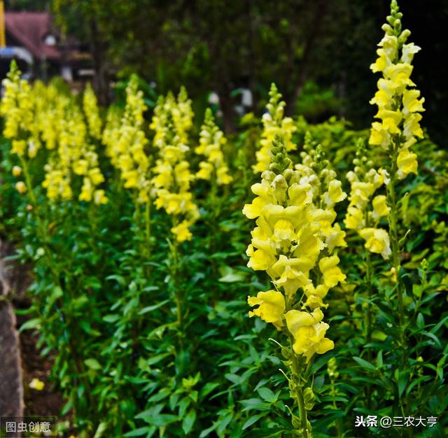 金鱼草的种植时间及种植方法你了解吗？跟着小编一起学习一下吧