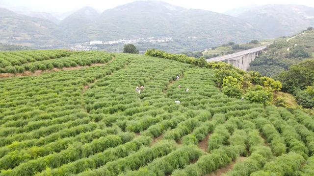 逢春岭乡：芦笋种植托起群众致富新希望