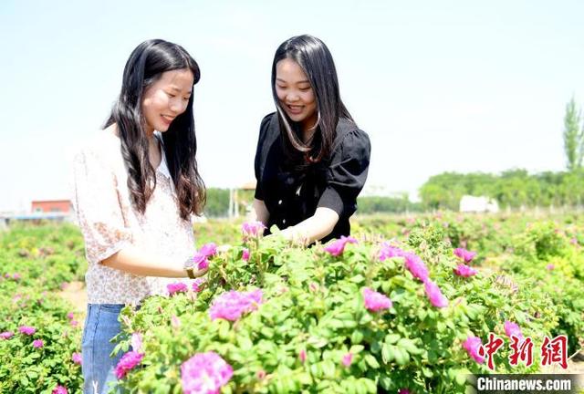 闻着花香致富：河北阜城玫瑰种植延伸“赏食用”