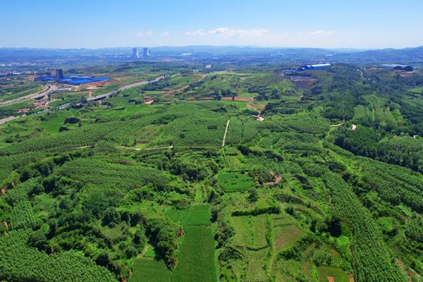 山西秀河种植：五载造“绿”路 扮靓泥河村