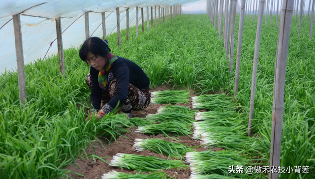 韭菜种植几年后需要重栽？播种和移栽哪种方法好？韭菜啥时间种？