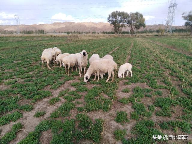 详解肉羊饲料配制的方法、步骤以及需要注意的事项