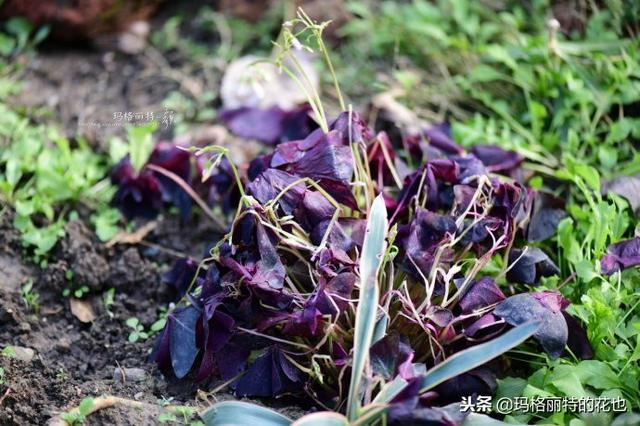 速冻后的花园植物们，你还活着吗？｜园丁