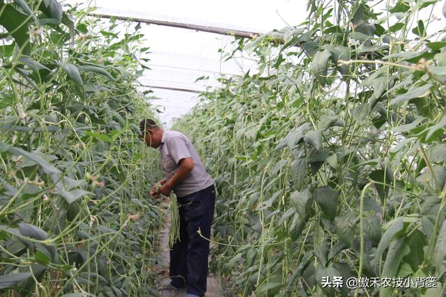 春季豆角怎样种植产量高？学会这些种植技巧，一茬一茬摘不完