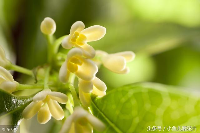 桂花的养殖小窍门，一年开两次花，香飘四溢