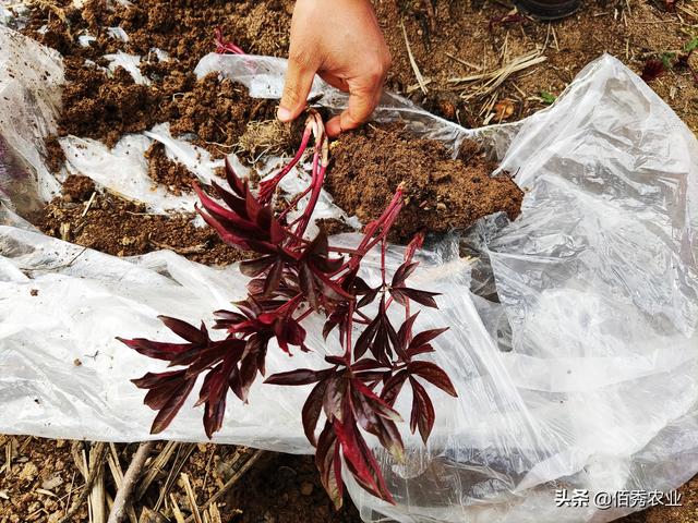 安徽农村有很多漂亮的芍药花，换个地方为啥难成活，种植有窍门吗