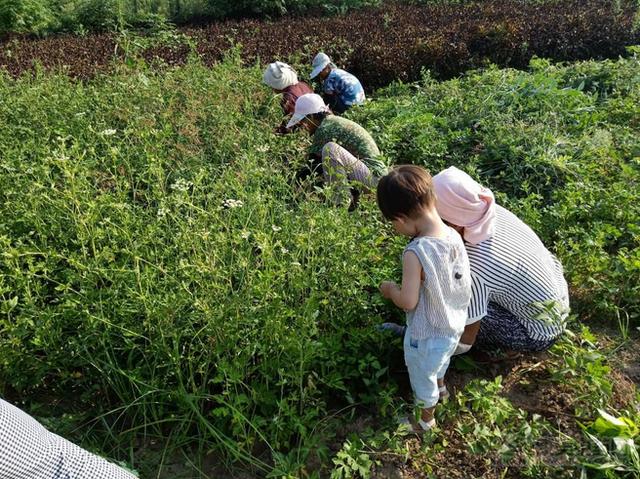 在亳州前李合的田间，看白花前胡茁壮生长