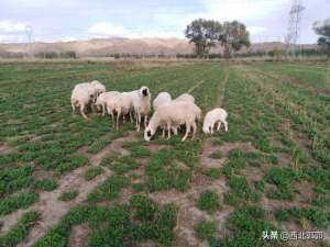 怎么养殖肉羊(详解肉羊饲料配制的方法、步骤以及需要注意的事项)