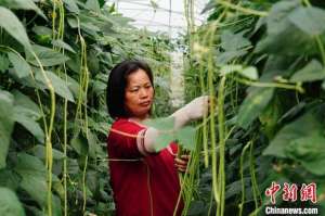 山东豆角种植基地(江西龙南：种菜达人“种”出乡村致富路)